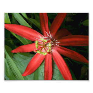 Red Passion Blume Fotodruck
