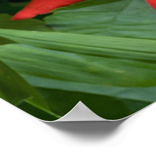 Red Passion Blume in Vollblut Poster (Ecke)