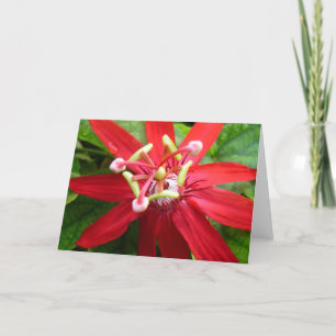 Red Passion Blume Karte
