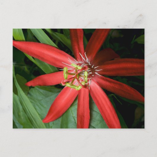 Red Passion Blume Postkarte (Vorderseite)