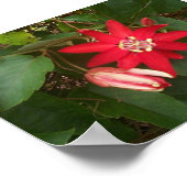 Red Passion Poster (Ecke)