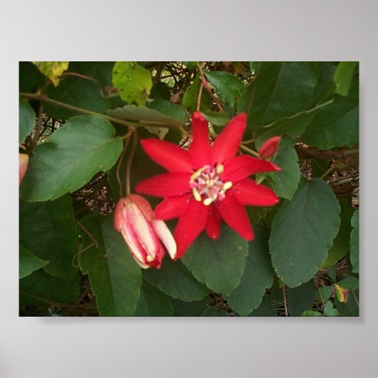 Red Passion Poster (Vorne)