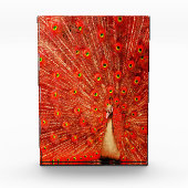 Red Peacock, der seine roten Federn zeigt, Fotoblock (Vorderseite)