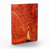 Red Peacock, der seine roten Federn zeigt, Fotoblock (Links)