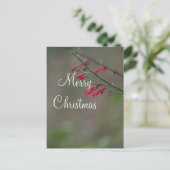 Red penstemon Frohe Weihnachten (Stehend Vorderseite)