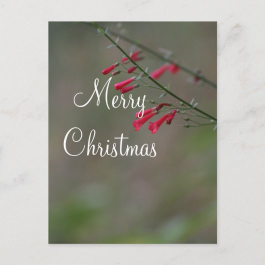 Red penstemon Frohe Weihnachten (Vorderseite)