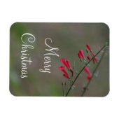 Red penstemon Frohe Weihnachten Magnet (Horizontal)
