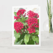 Red Pentas, Portrait der ägyptischen Star-Blume Karte (Vorderseite)