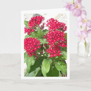 Red Pentas, Portrait der ägyptischen Star-Blume Karte