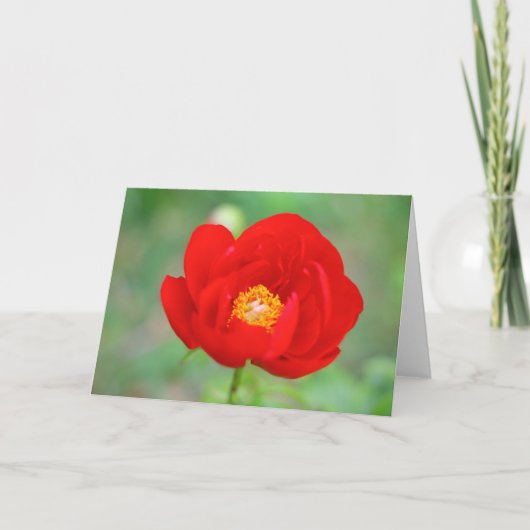 Red Peony Blume Karte (Vorderseite)
