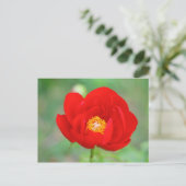 Red Peony Blume Postkarte (Stehend Vorderseite)