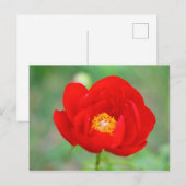 Red Peony Blume Postkarte (Vorne/Hinten)