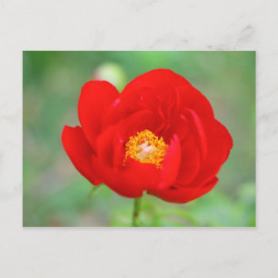 Red Peony Blume Postkarte