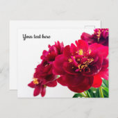 Red Peony Postcard Postkarte (Vorne/Hinten)