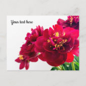 Red Peony Postcard Postkarte (Vorderseite)