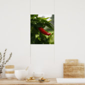 Red Pepper im Regen Poster (Küche)
