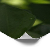 Red Pepper im Regen Poster (Ecke)