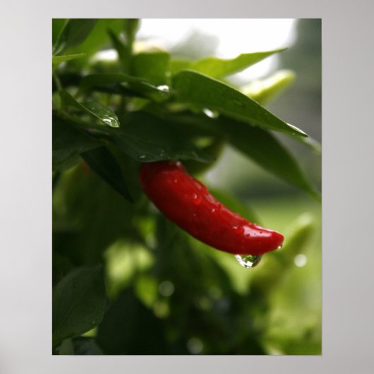 Red Pepper im Regen Poster (Vorne)
