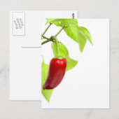 Red Pepper Postkarte (Vorne/Hinten)