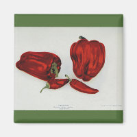Red Pepper - Vintage Image