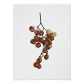 Red Peppercorns - Botanical Print 2 Poster (Vorderseite)