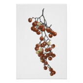 Red Peppercorns - Botanical Study 3 Poster (Vorderseite)