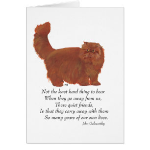 Red Persian Cat Rainbow Bridge