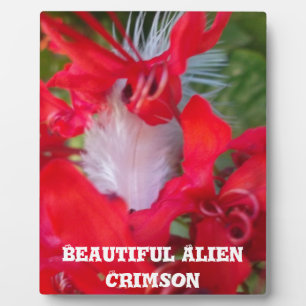 Red Petal Feather Art Print Fotoplatte