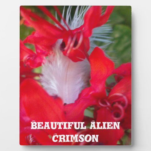 Red Petal Feather Art Print Fotoplatte (Vorderseite)