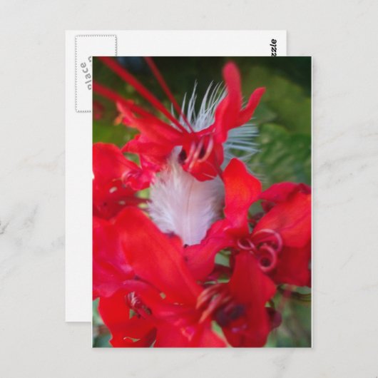 Red Petal Feather Art Print Postkarte (Vorne/Hinten)