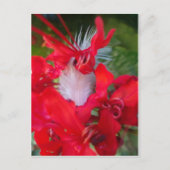 Red Petal Feather Art Print Postkarte (Vorderseite)