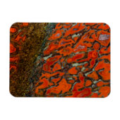 Red Petrified Dinosaur Bone Magnet (Horizontal)