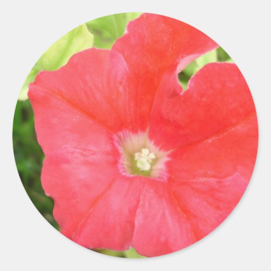 Red Petunia Blume Sticker (Vorderseite)