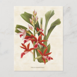 Red Phaius Orchid Vintag Botanisch Postkarte