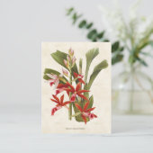 Red Phaius Orchid Vintag Botanisch Postkarte (Stehend Vorderseite)