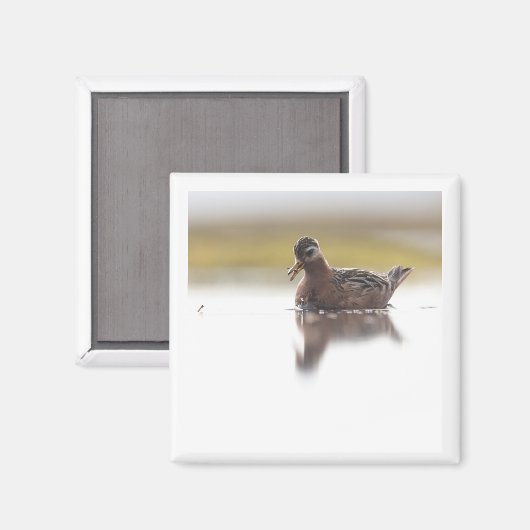 Red Phalarope 2x2 magnet (Vorderseite/Rückseite)