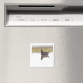 Red Phalarope 2x2 magnet (In Situ (Geschirrspüler))