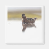 Red Phalarope 2x2 magnet (Vorne)