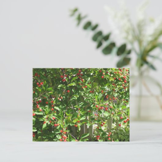 Red Pie Cherries Postkarte (Stehend Vorderseite)