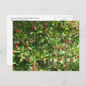 Red Pie Cherries Postkarte (Vorne/Hinten)
