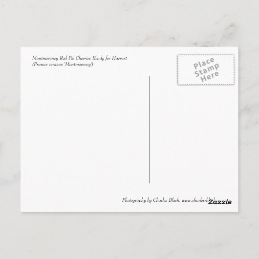 Red Pie Cherries Postkarte (Rückseite)