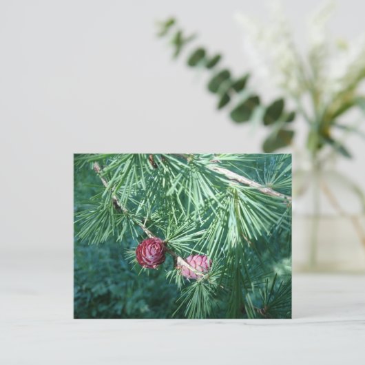 Red Pine Cones | Postkarte (Stehend Vorderseite)