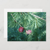 Red Pine Cones | Postkarte (Vorne/Hinten)