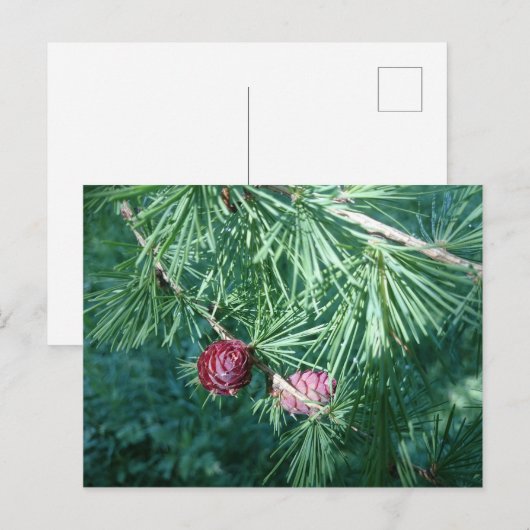 Red Pine Cones | Postkarte (Vorne/Hinten)