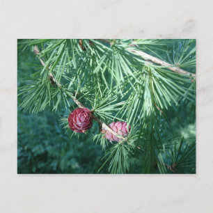 Red Pine Cones   Postkarte