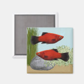 Red Platies Tropical Fish Nature Aquarium Magnet (Vorderseite/Rückseite)