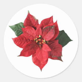 Red Poinsettia auf weißem Weihnachtsaufkleber Runder Aufkleber