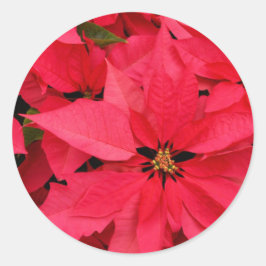 Red Poinsettia Blume Blumenfreuden Runder Aufkleber