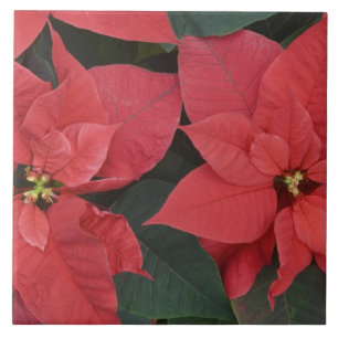 Red Poinsettia Detail (Euphorbia pulcherrima) Fliese
