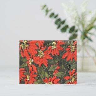 Red Poinsettia Feiertagspostkarte
